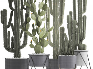 collection of exotic cactus plants Modelo 3D