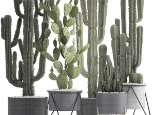 collection of exotic cactus plants 3D Model