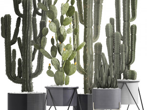 collection of exotic cactus plants Modelo 3D
