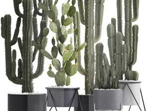 collection of exotic cactus plants 3D Model