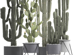 collection of exotic cactus plants Modelo 3D