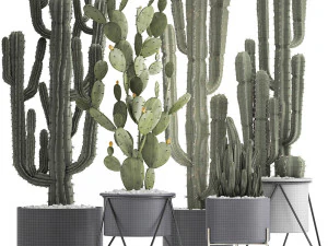 collection of exotic cactus plants 3D Model