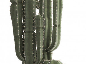 collection of exotic cactus plants Modelo 3D