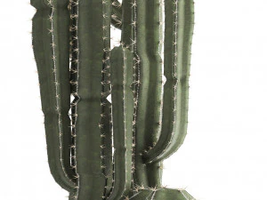 collection of exotic cactus plants 3D Model