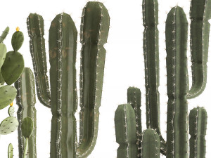 collection of exotic cactus plants Modelo 3D