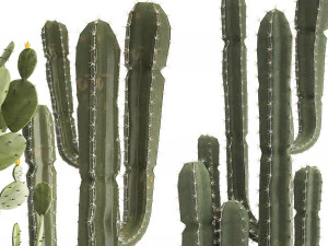 collection of exotic cactus plants 3D Model