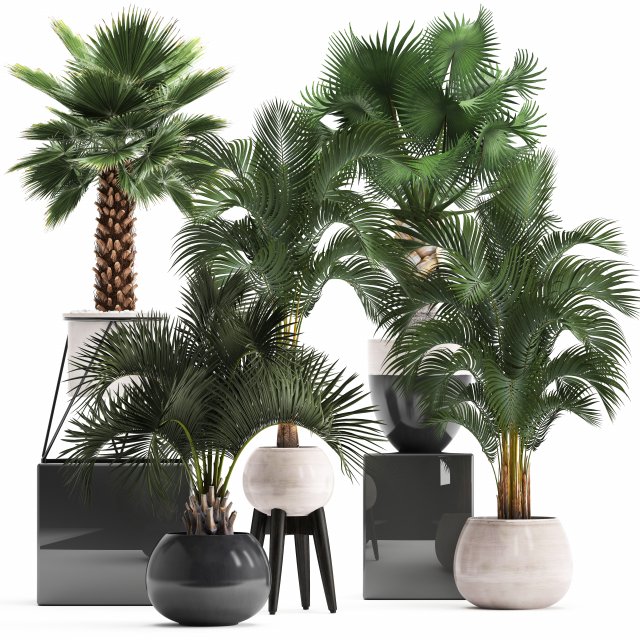 collection of decorative palm trees 3D Model .c4d .max .obj .3ds .fbx .stl .blend 