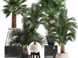 collection of decorative palm trees Modelo 3D
