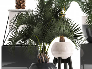 collection of decorative palm trees 3D Model