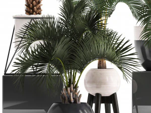 collection of decorative palm trees 3D Model