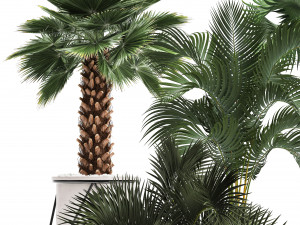 collection of decorative palm trees 3D Model