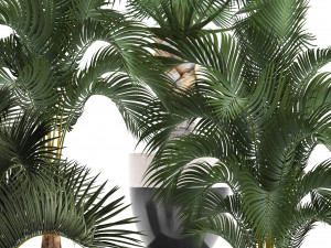 collection of decorative palm trees 3D Model