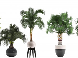 collection of decorative palm trees 3D Model
