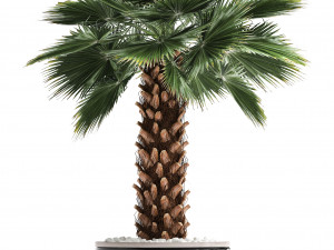 collection of decorative palm trees 3D Model