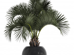 collection of decorative palm trees 3D Model