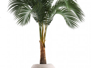 collection of decorative palm trees 3D Model