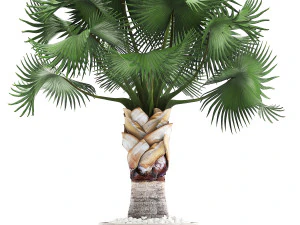 collection of decorative palm trees 3D Model