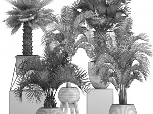 collection of decorative palm trees 3D Model