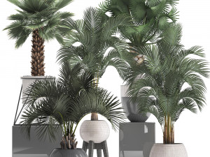 collection of decorative palm trees 3D Model