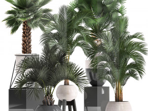 collection of decorative palm trees 3D Model