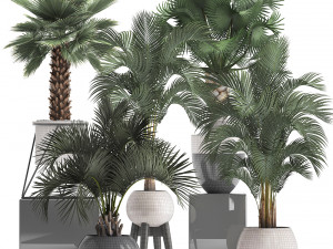 collection of decorative palm trees 3D Model
