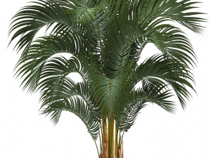 collection of decorative palm trees 3D Model