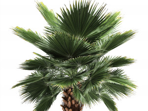 collection of decorative palm trees 3D Model