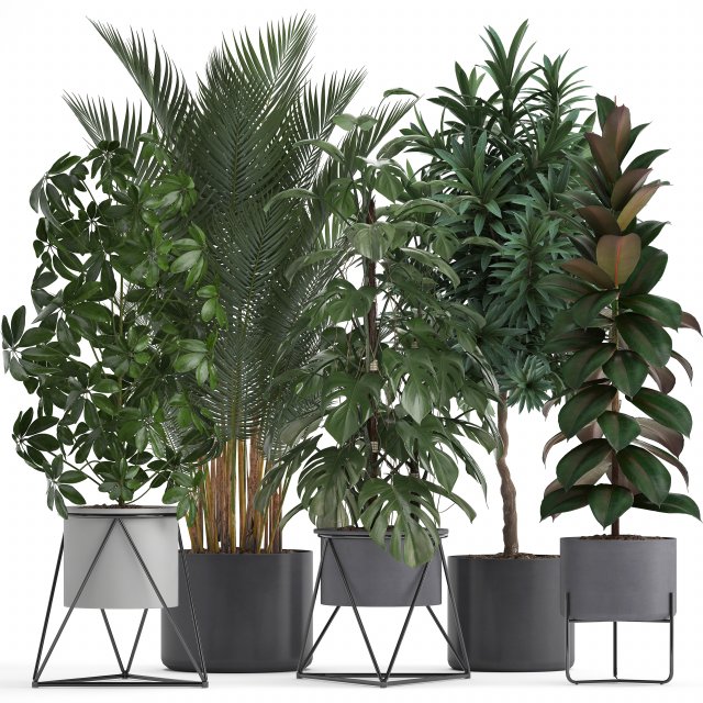 collection of exotic plants 3D Model .c4d .max .obj .3ds .fbx .stl .blend 