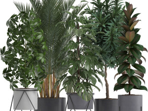 collection of exotic plants 3D Model