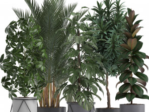 collection of exotic plants 3D Model