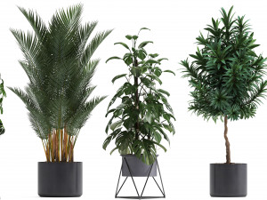 collection of exotic plants 3D Model