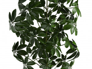 collection of exotic plants 3D Model