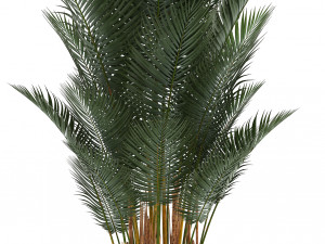 collection of exotic plants 3D Model