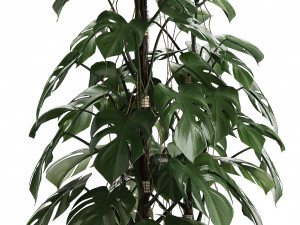 collection of exotic plants 3D Model