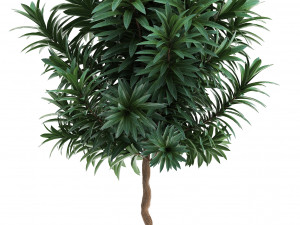 collection of exotic plants 3D Model