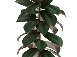 collection of exotic plants 3D Model