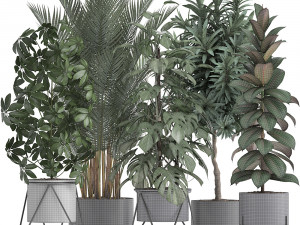 collection of exotic plants 3D Model