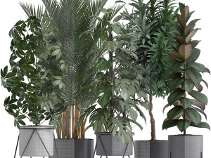 collection of exotic plants 3D Model
