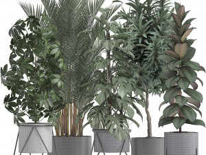 collection of exotic plants 3D Model