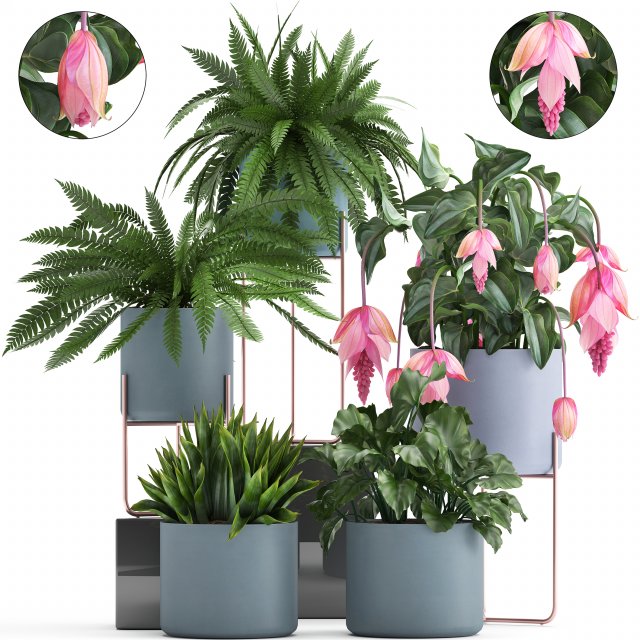 collection of exotic plants Model 3D .c4d .max .obj .3ds .fbx .stl .blend 