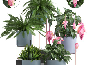 collection of exotic plants 3D मॉडल