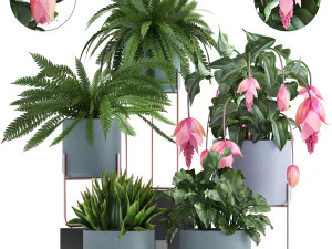 이국적인 식물 수집 3D 모델