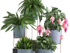 collection of exotic plants 3D Model