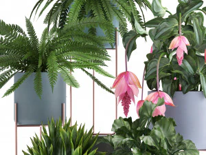 collection of exotic plants 3D Model