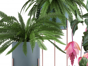 collection of exotic plants Model 3D