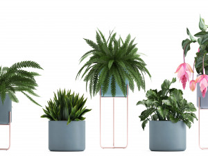 collection of exotic plants Model 3D