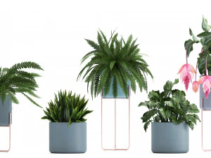collection of exotic plants 3D Model