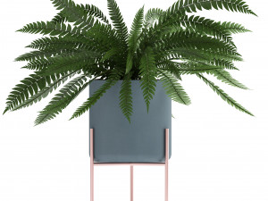collection of exotic plants Model 3D