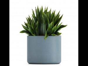 collection of exotic plants Model 3D