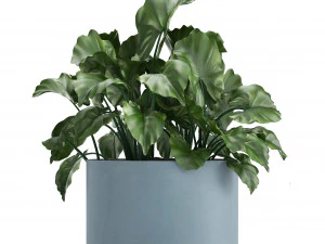 collection of exotic plants 3D Model